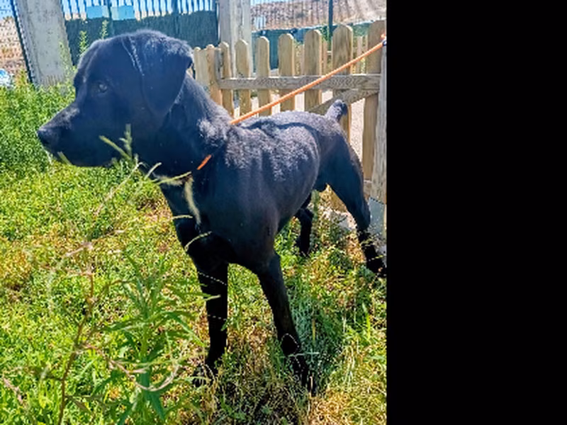 Tayson, Adult · Male · Mixed breed