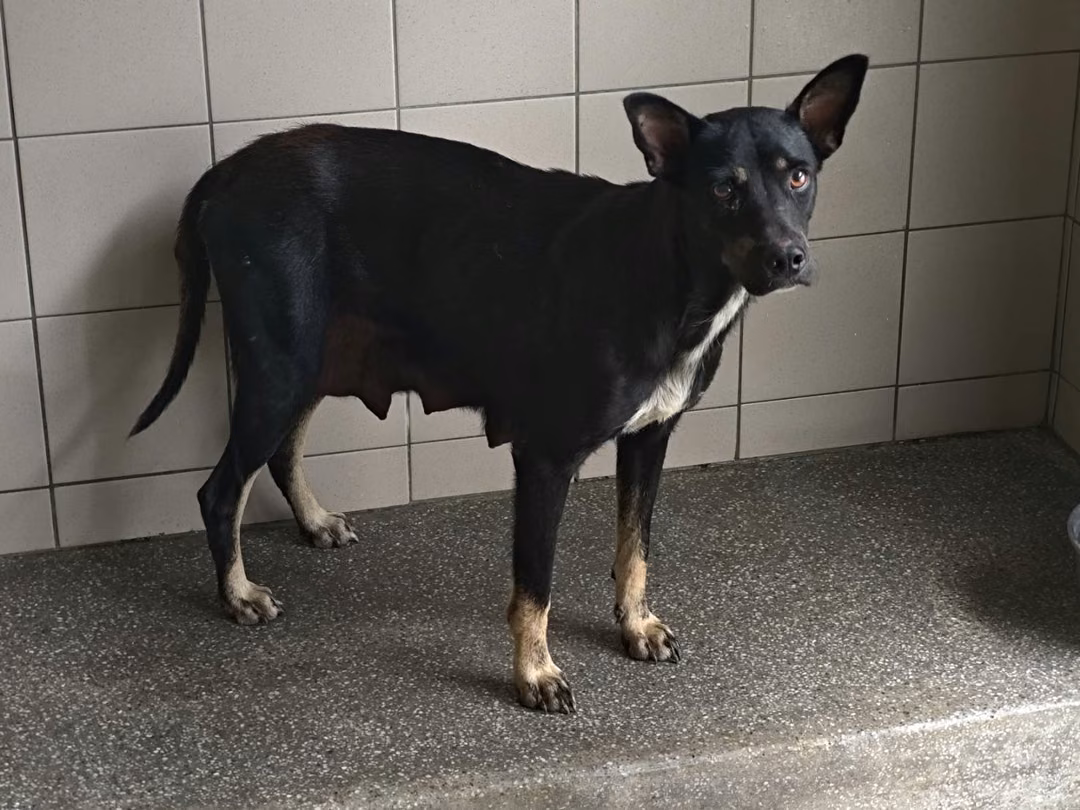 Black adult female mixed-breed dog, Large, shelter no. …1501