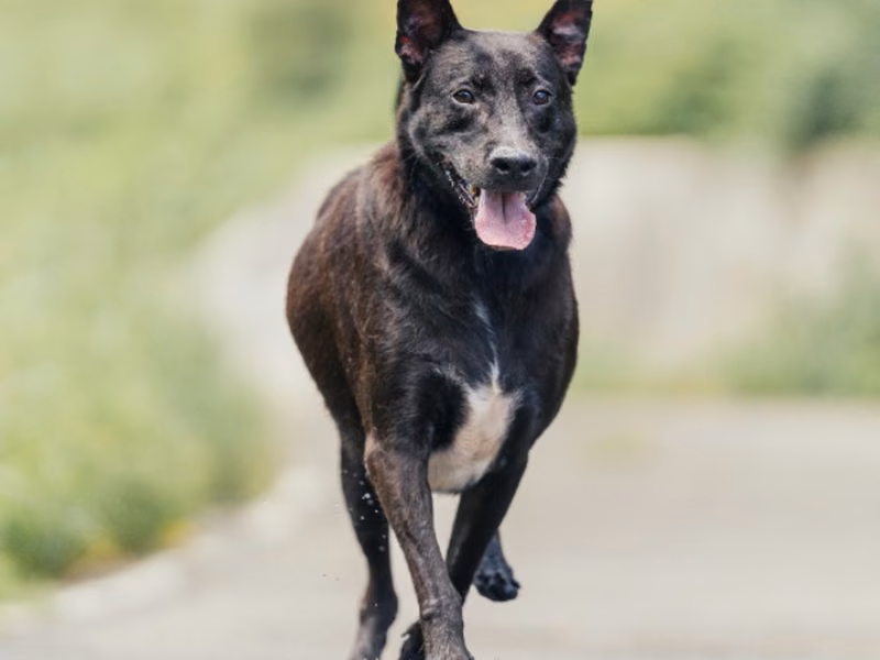Black adult male mixed-breed dog, Small, shelter no. …3002