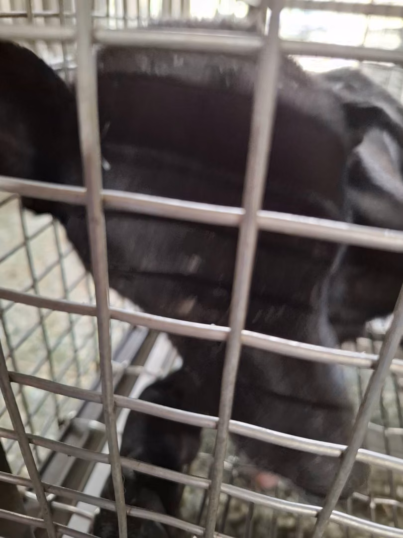 Black adult male mixed-breed dog, Medium, shelter no. …0-12