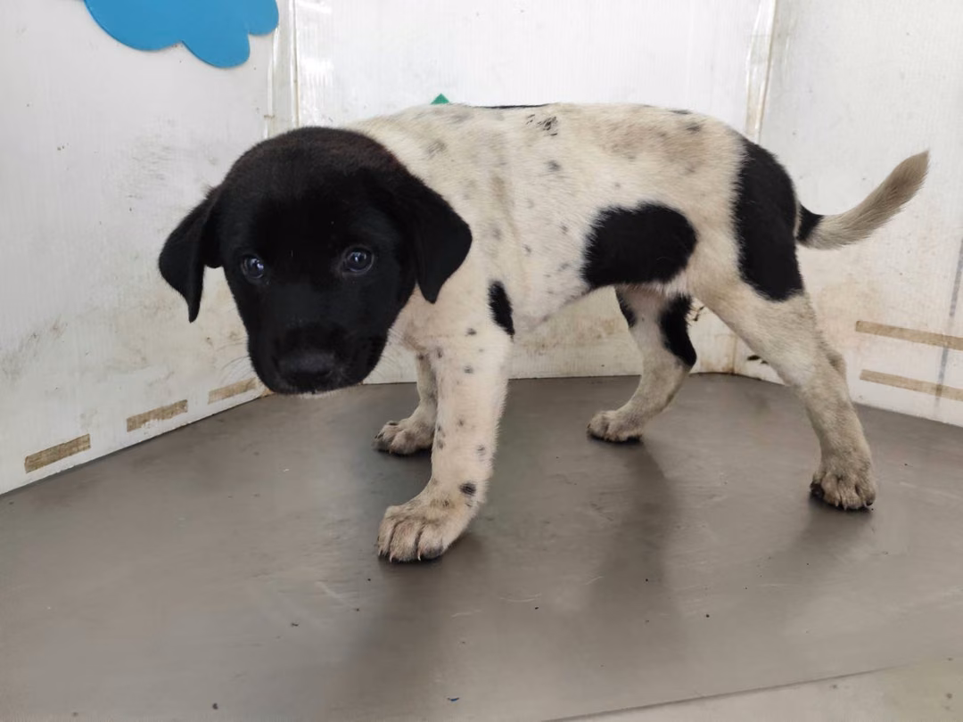 Patched adult female mixed-breed dog, Medium, shelter no. …3010