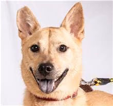 Tan adult female mixed-breed dog, Medium, shelter no. …3007