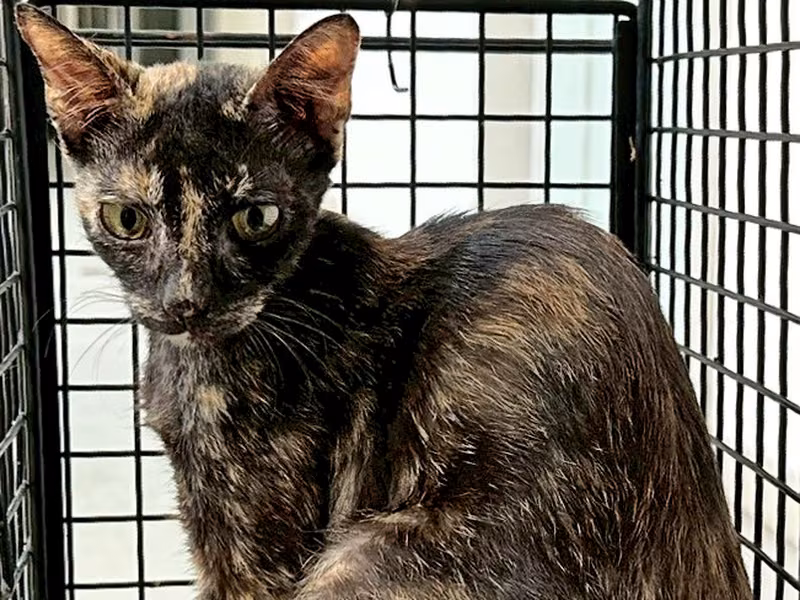 Chatte croisée femelle jeune, Petit, refuge n° …1001