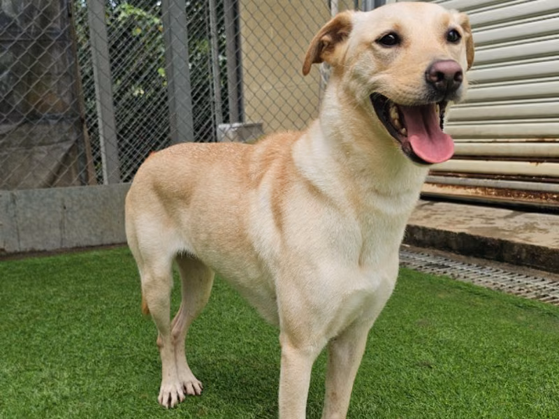 Tan adult female mixed-breed dog, Medium, shelter no. …1905