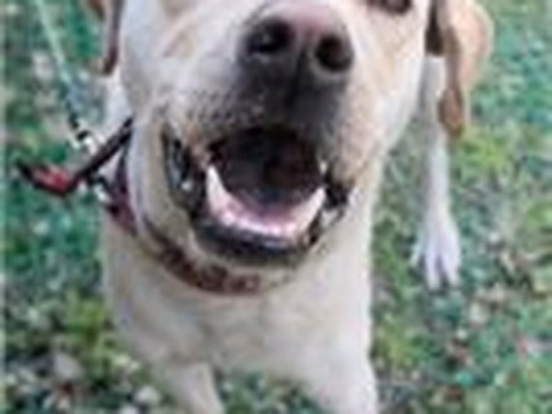 Cream adult male mixed-breed dog, Medium, shelter no. …0015