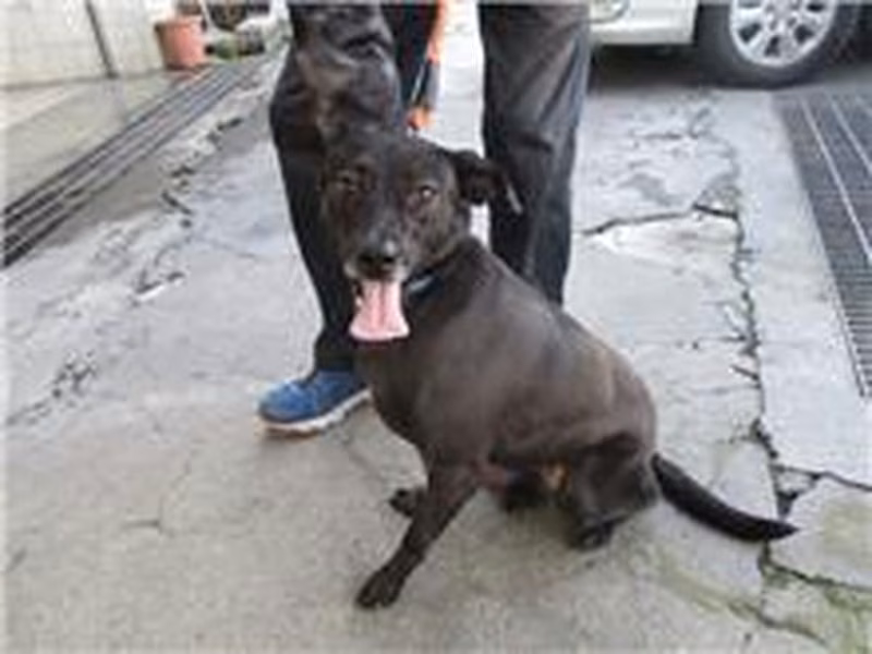 Black adult female mixed-breed dog, Medium, shelter no. …0289