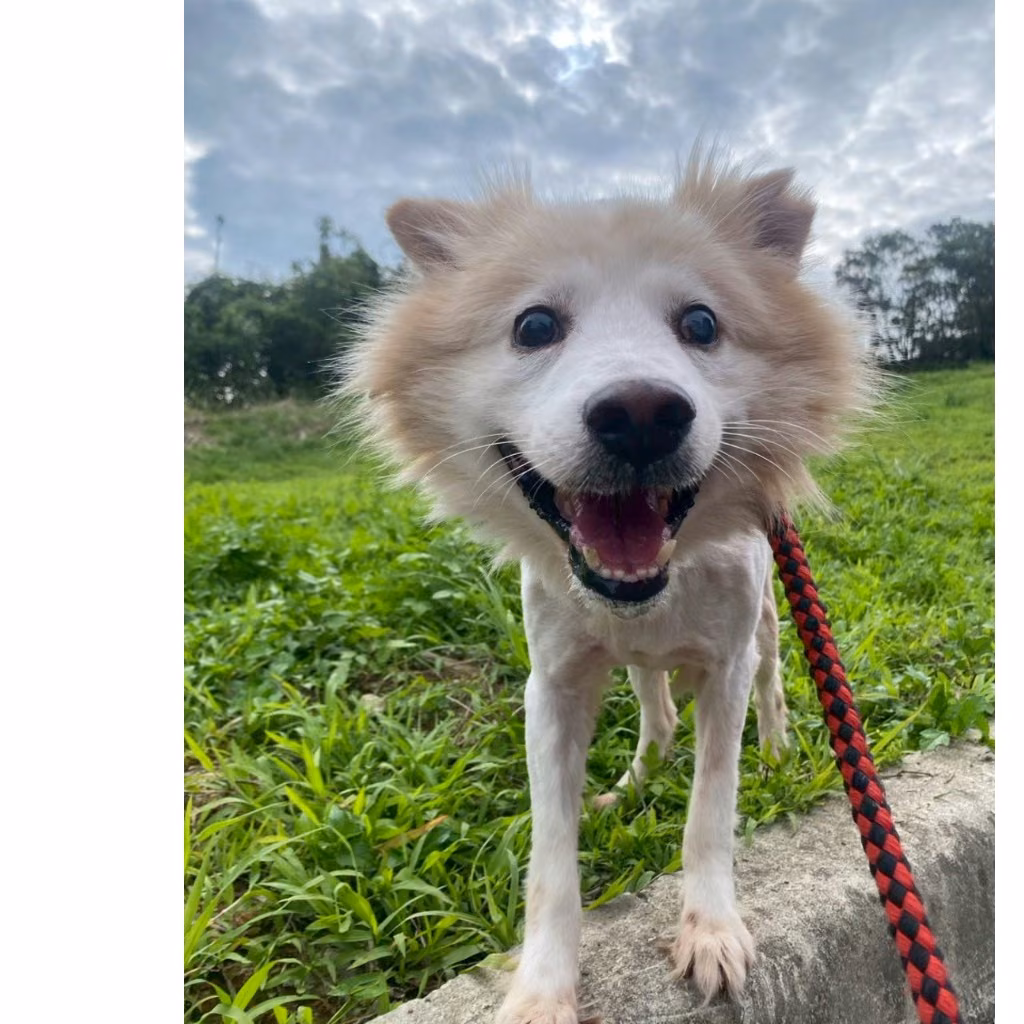 White adult female mixed-breed cat, Medium, shelter no. …7001