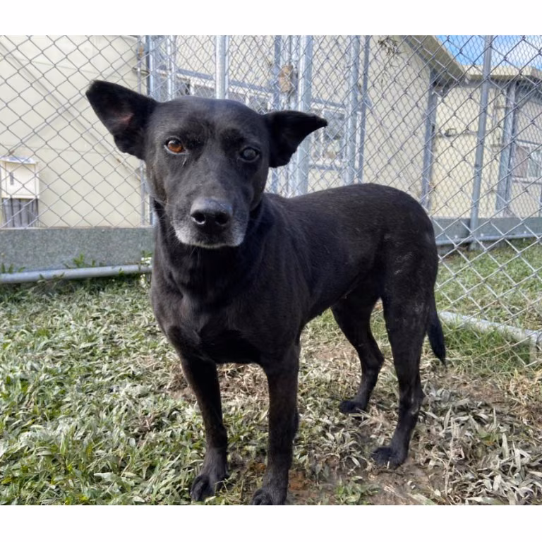 Black adult female mixed-breed dog, Medium, shelter no. …2603