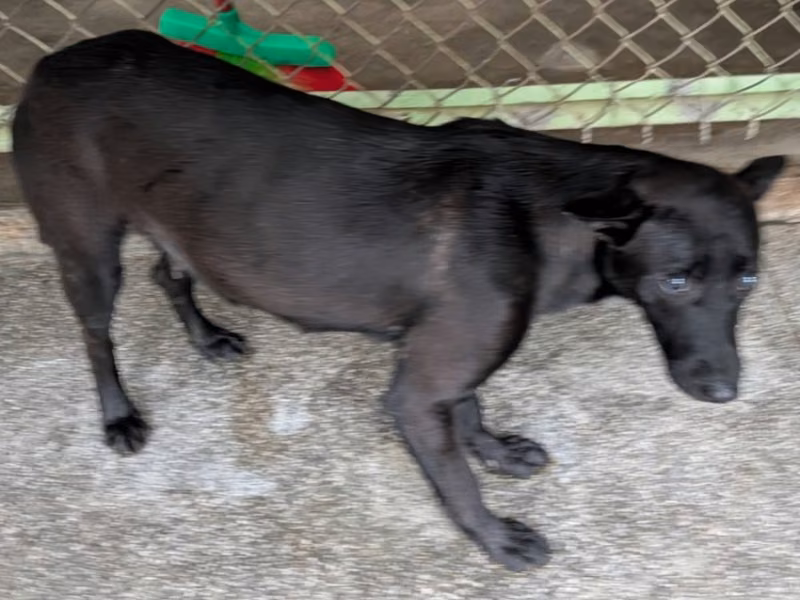 Black adult female mixed-breed dog, Large, shelter no. …1802