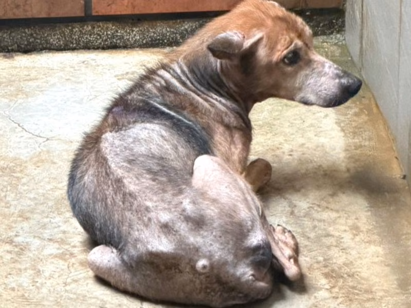 Tan adult female mixed-breed dog, Large, shelter no. …1153