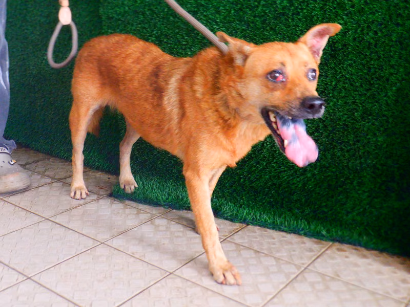 Tan adult female mixed-breed dog, Medium, shelter no. …2849