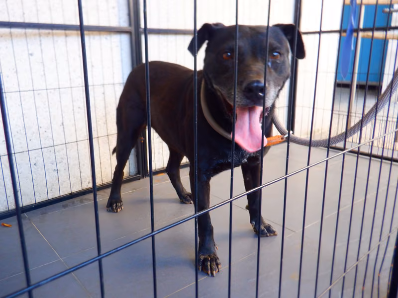 Black adult female mixed-breed dog, Medium, shelter no. …0857