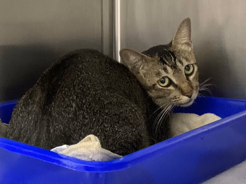 Tabby adult female mixed-breed cat, Medium, shelter no. …0610