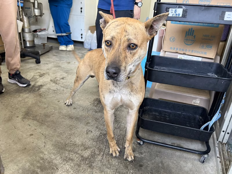 Tabby adult male mixed-breed dog, Medium, shelter no. …1901