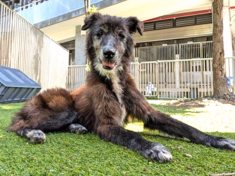 Black adult female mixed-breed dog, Medium, shelter no. …0001