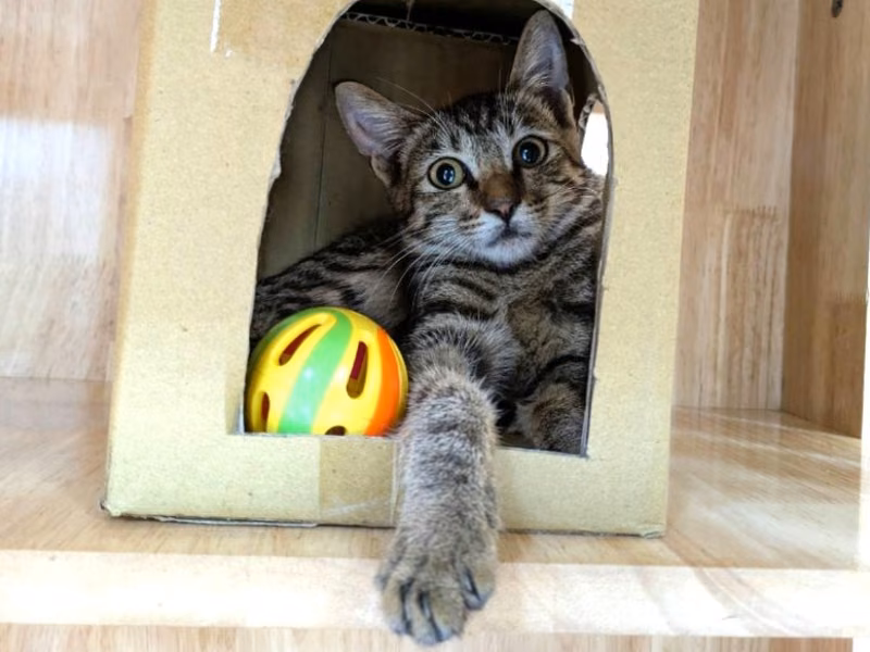 Tabby young female mixed-breed cat, Small, shelter no. …2001
