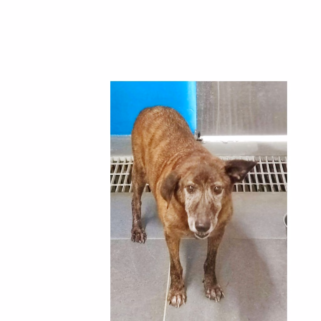 Tabby adult male mixed-breed dog, Medium, shelter no. …0702