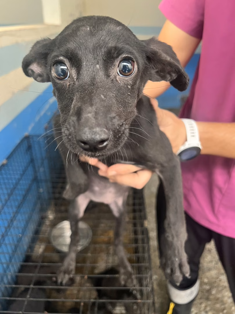 Black young female mixed-breed dog, Small, shelter no. …2021