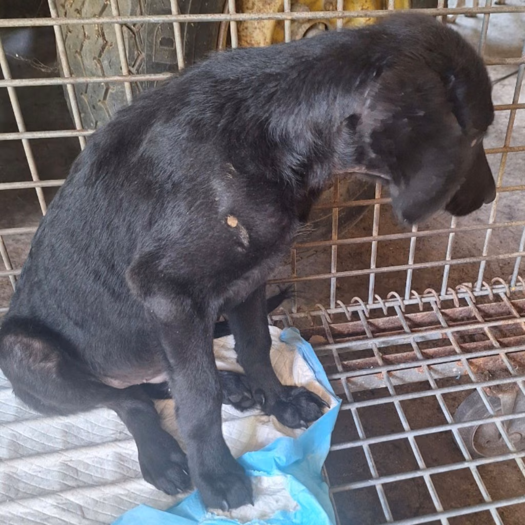 Black adult male mixed-breed dog, Large, shelter no. …036D