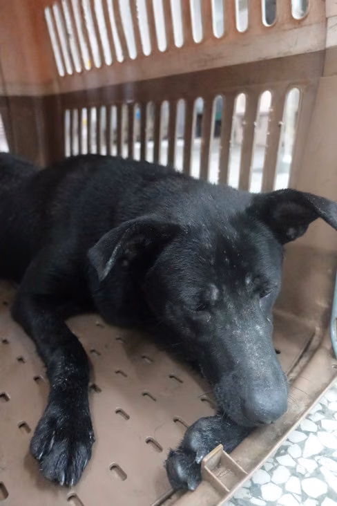 Black adult male mixed-breed dog, Large, shelter no. …1982