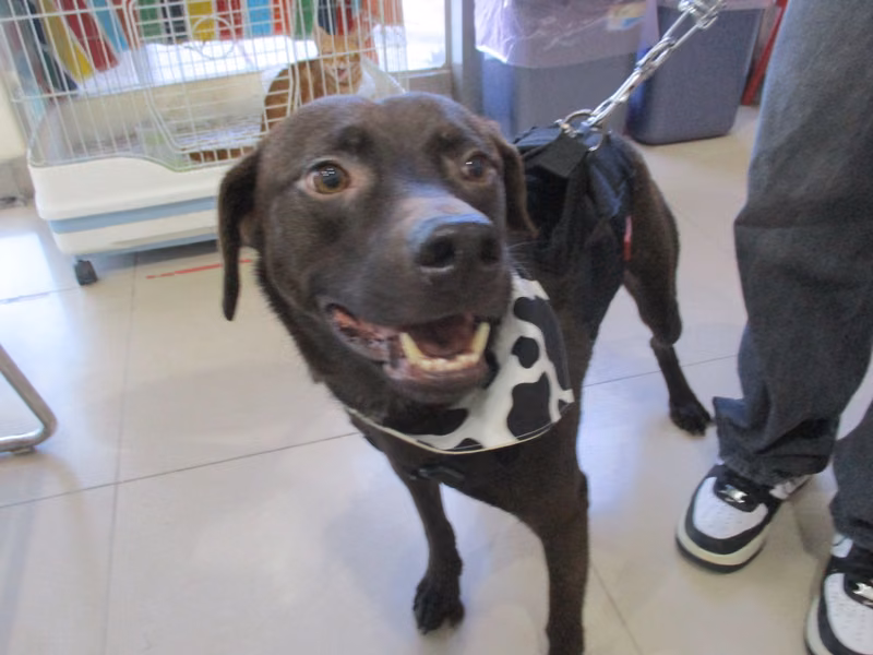 Black adult male mixed-breed dog, Large, shelter no. …03B1