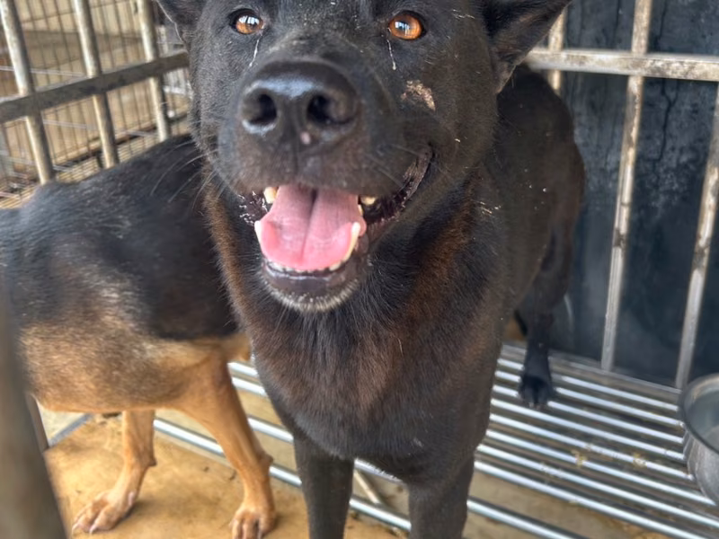 Black young male mixed-breed dog, Large, shelter no. …2008