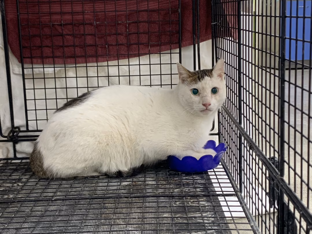 Tabby-and-white adult male mixed-breed cat, Large, shelter no. …2001