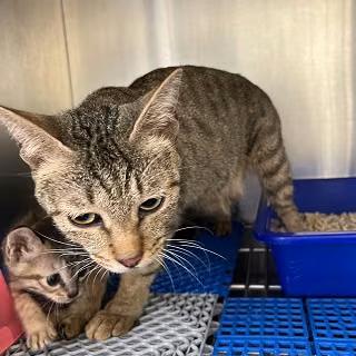 Black tabby adult female mixed-breed cat, Medium, shelter no. …6012