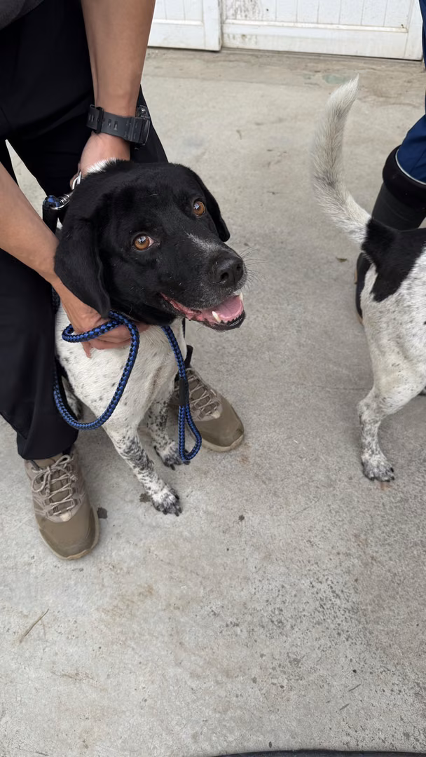 Black-and-white adult male mixed-breed dog, Medium, shelter no. …4-07
