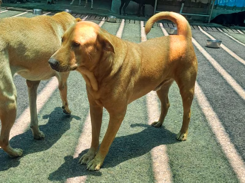 Tan adult male mixed-breed dog, Medium, shelter no. …6001