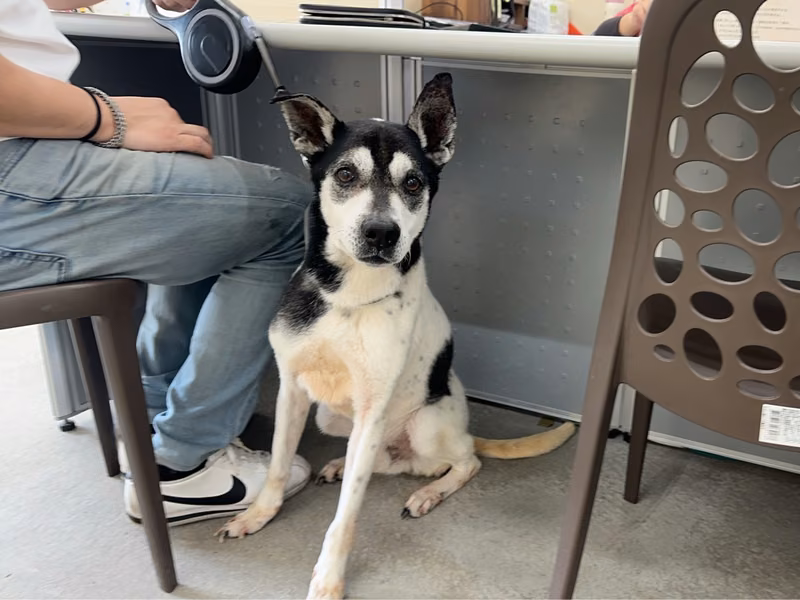 Black adult male mixed-breed dog, Medium, shelter no. …2504