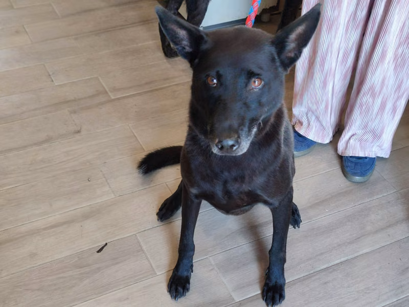 Black adult male mixed-breed dog, Medium, shelter no. …6002
