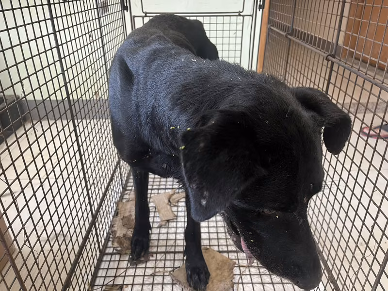 Black adult male mixed-breed dog, Medium, shelter no. …9D01