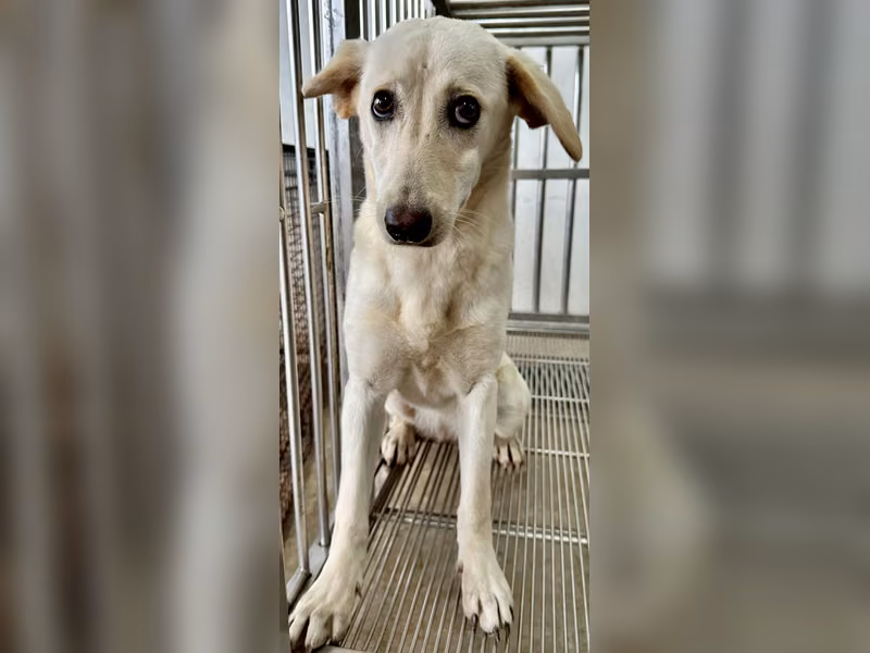 White adult female mixed-breed dog, Medium, shelter no. …4002