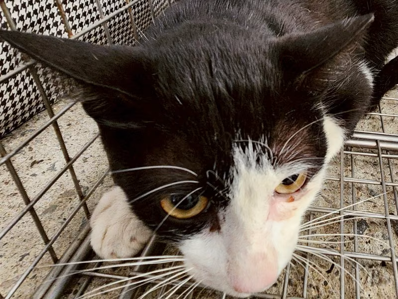 Black-and-white adult female mixed-breed cat, Medium, shelter no. …7006