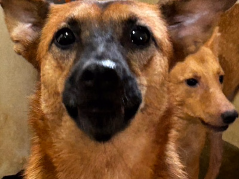 Tan adult female mixed-breed dog, Medium, shelter no. …7011