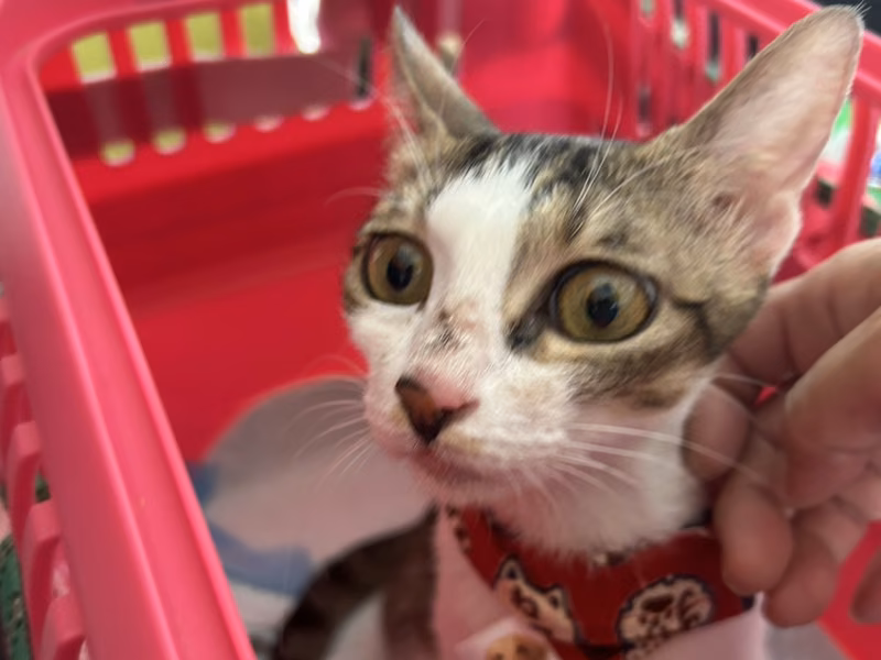 Tabby-and-white adult female mixed-breed cat, Medium, shelter no. …7006