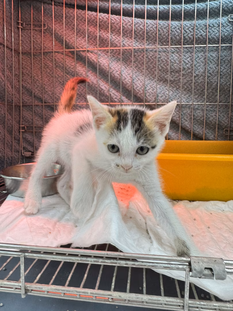 Calico young female mixed-breed cat, Small, shelter no. …5002