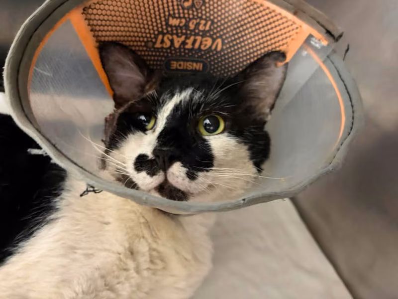Black-and-white adult male mixed-breed cat, Medium, shelter no. …0902