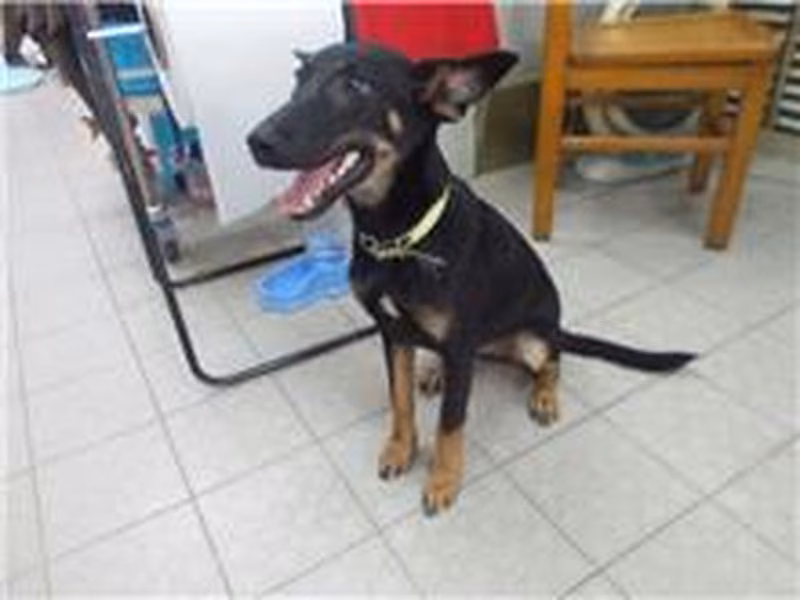Black adult female mixed-breed dog, Medium, shelter no. …1146