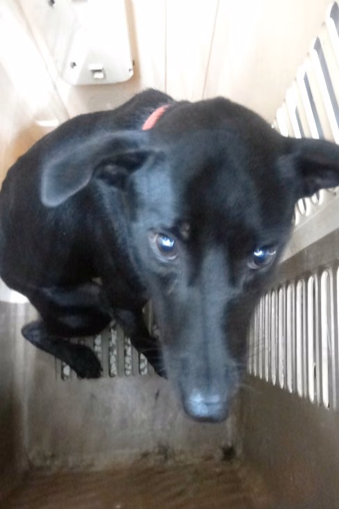 Black adult male mixed-breed dog, Large, shelter no. …1194