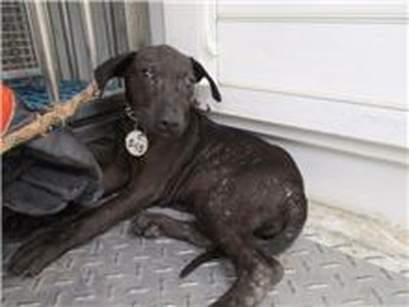 Black female mixed-breed dog, Medium, shelter no. …4545