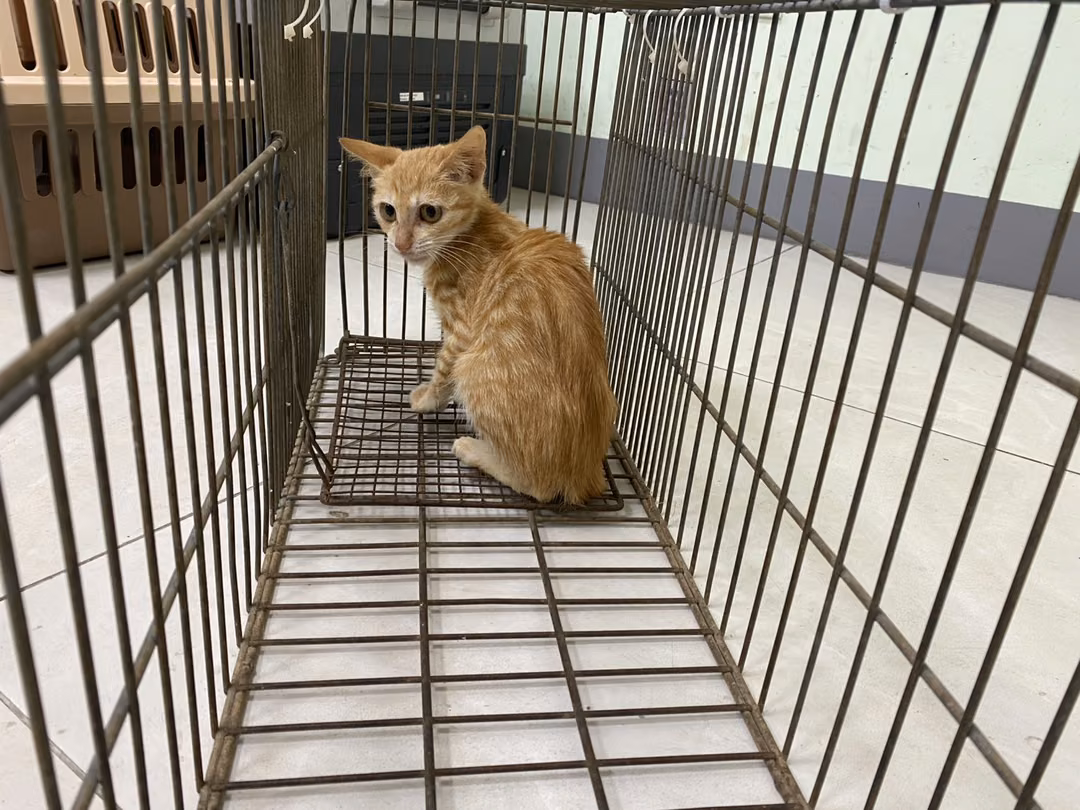 Orange tabby young female mixed-breed cat, Small, shelter no. …2C03