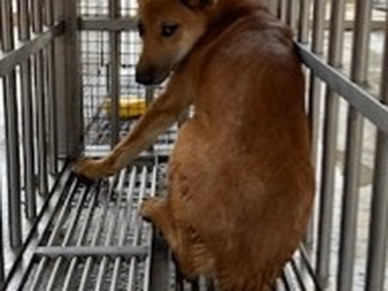 Tan adult male mixed-breed dog, Large, shelter no. …5053