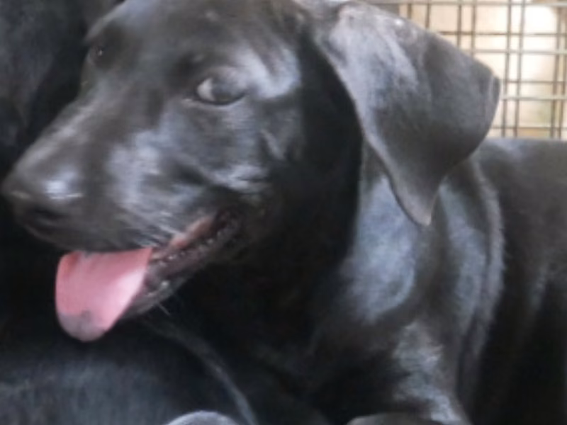 Black young female mixed-breed dog, Small, shelter no. …2-09