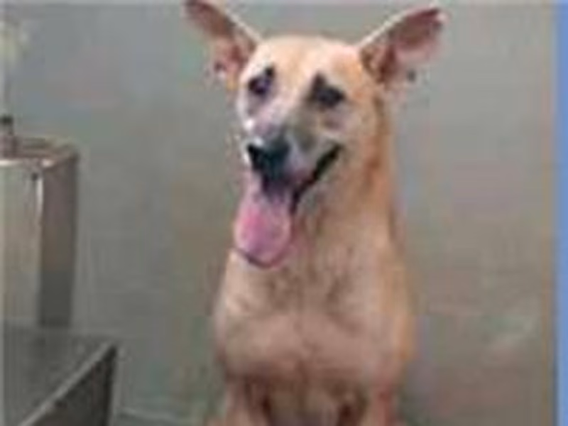 Tan adult male mixed-breed dog, Medium, shelter no. …2006