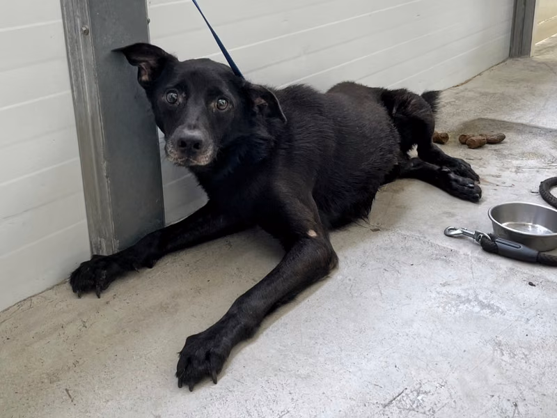 Black adult male mixed-breed dog, Medium, shelter no. …2401