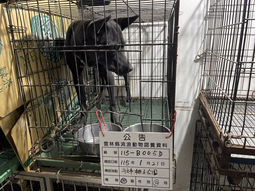 Black adult male mixed-breed dog, Medium, shelter no. …005D