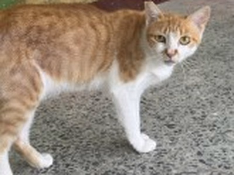 Orange-and-white adult female mixed-breed cat, Large, shelter no. …9001