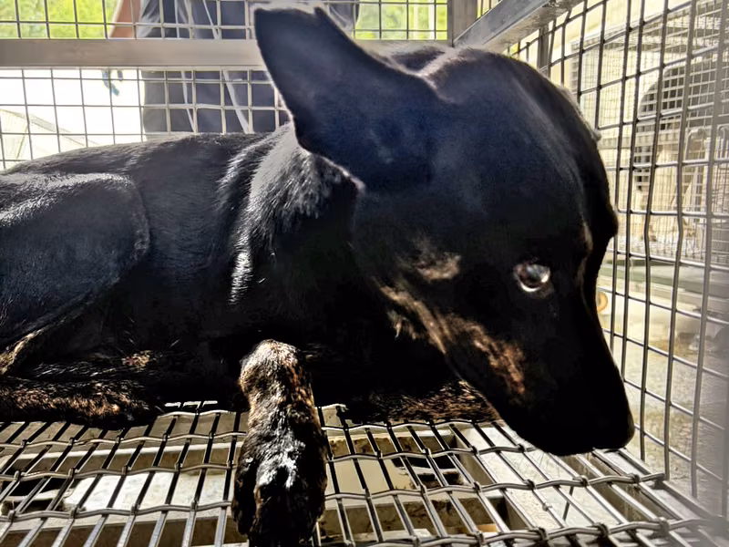 Black adult male mixed-breed dog, Medium, shelter no. …2-09
